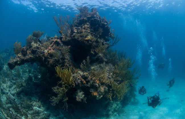 Xcalak Scuba Diving - Foto 1