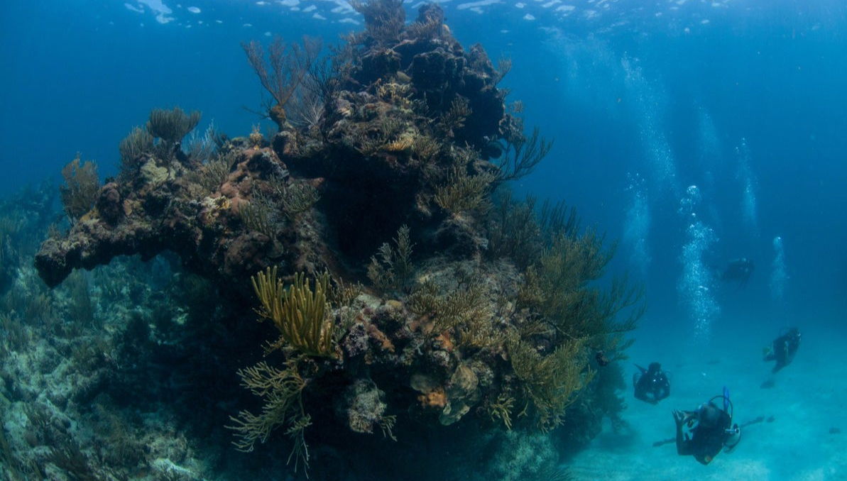 Xcalak Scuba Diving - Foto 1