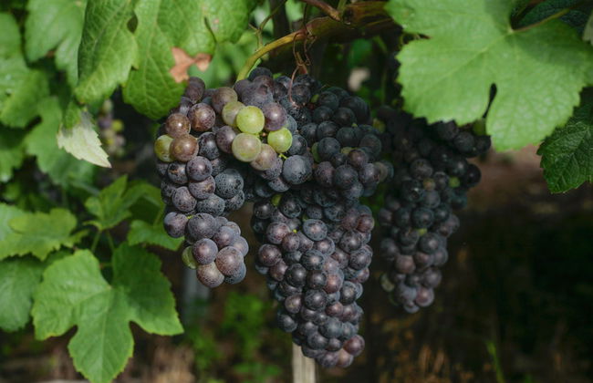 Tour do vinho pelo norte de Tenerife - Foto 1