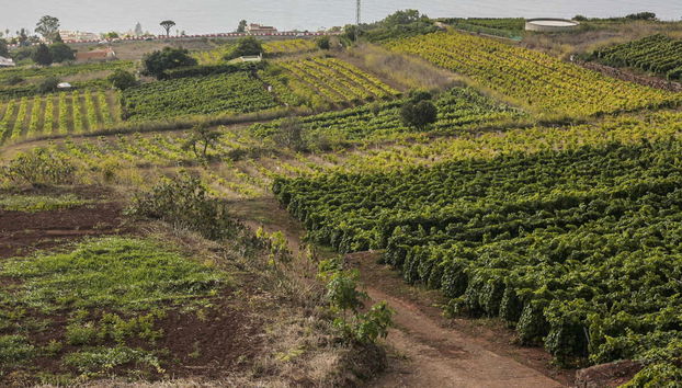 North Tenerife Wine Tour - Photo 3
