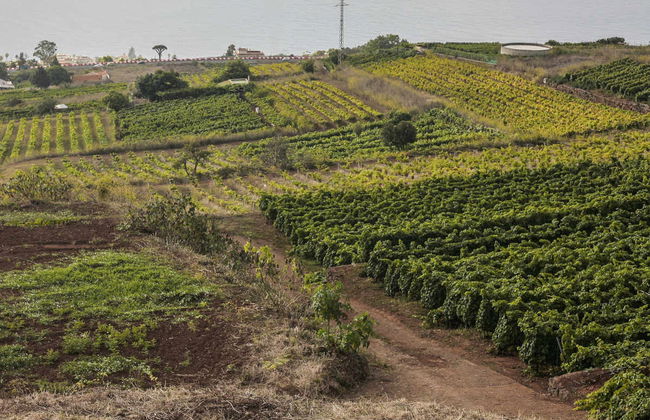 Tour do vinho pelo norte de Tenerife - Foto 3