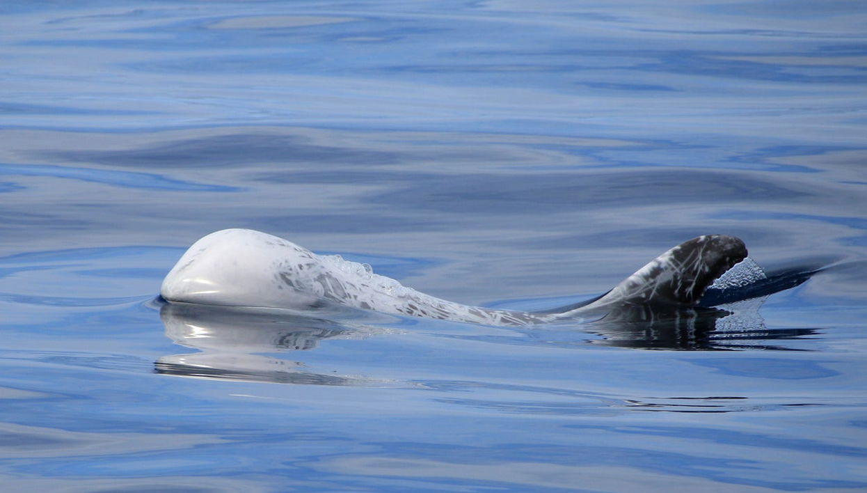 Terceira Whale Watching - Foto 1