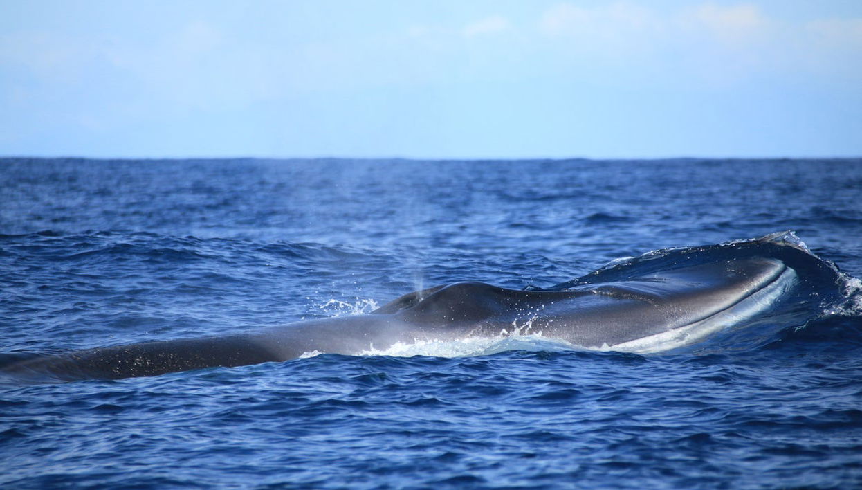 Whale Watching + Cabras Islets - Foto 1