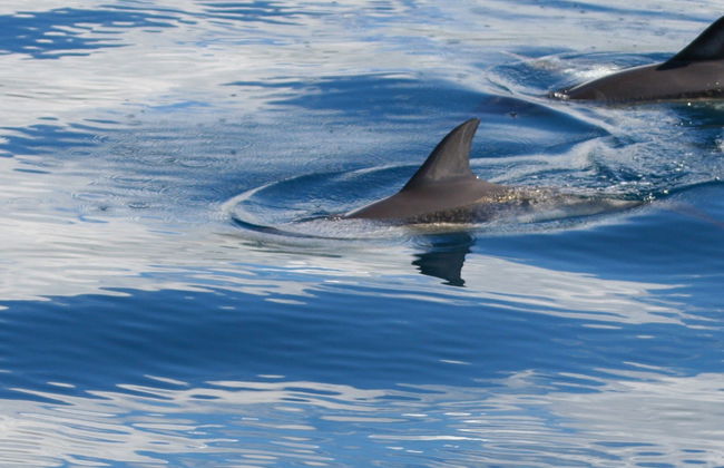 Avvistamento di balene e delfini + Ilhéu das Cabras - Foto 4