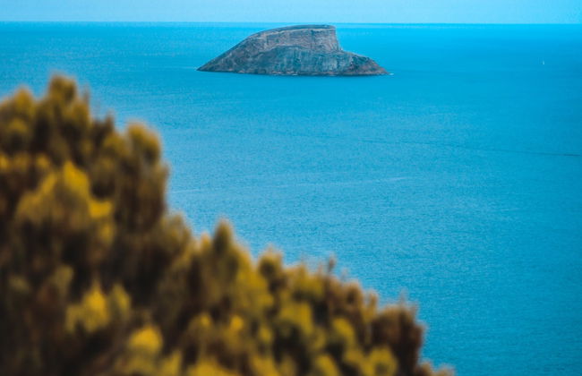 Avistamento de baleias e golfinhos + Ilhéus das Cabras - Foto 3