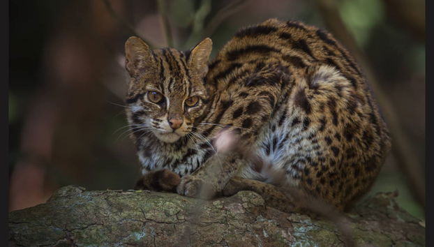 Semenggoh Wildlife Centre + Santuario de cocodrilos - Foto 5