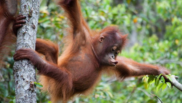 Semenggoh Wildlife Centre + Santuario de cocodrilos - Foto 2