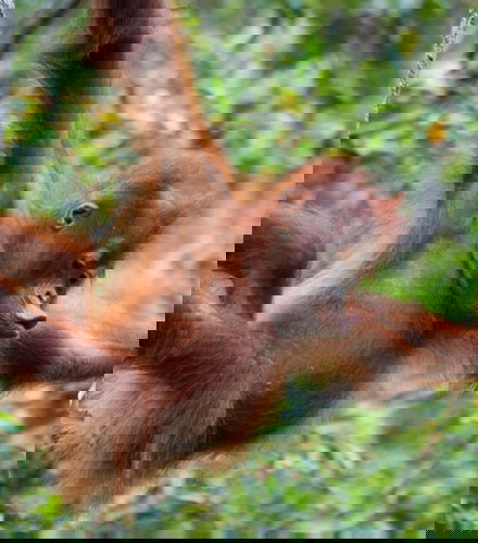 Foto de Semenggoh Wildlife Centre + Santuario de cocodrilos