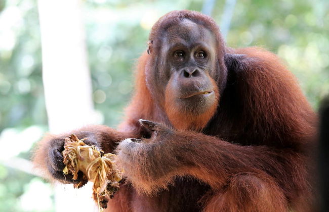 Semenggoh Wildlife Centre + Sanctuaire de crocodiles - Photo 1