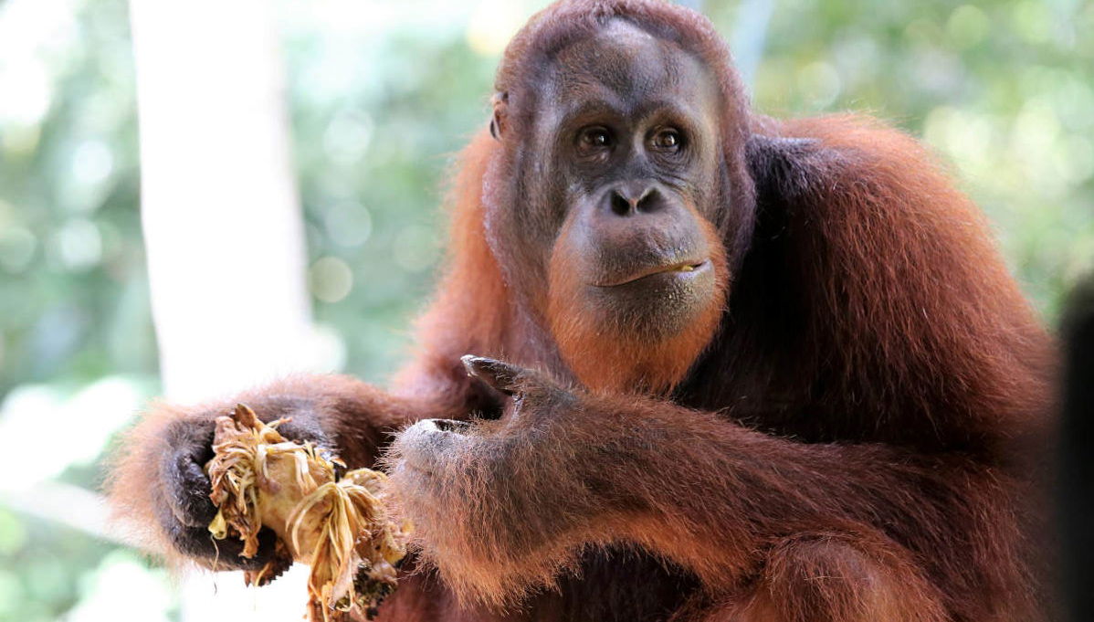 Semenggoh Wildlife Centre + Santuario de cocodrilos - Foto 1