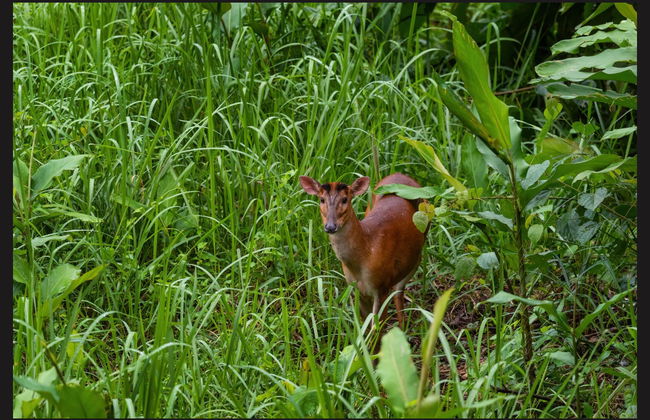Semenggoh Wildlife Centre + Sanctuaire de crocodiles - Photo 7
