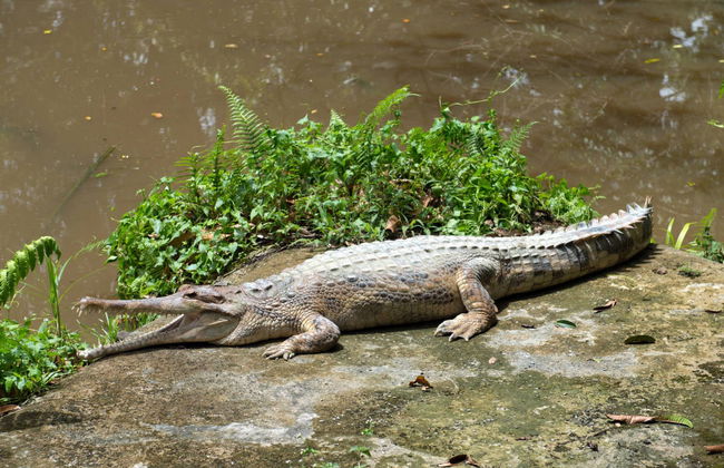 Semenggoh Wildlife Centre + Sanctuaire de crocodiles - Photo 6