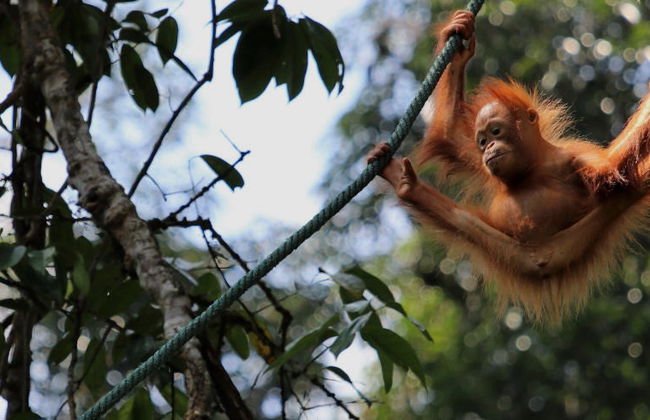 Semenggoh Wildlife Centre + Santuario di coccodrilli - Foto 4