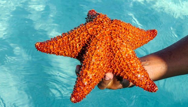 Escursione a Saona in catamarano - Foto 3