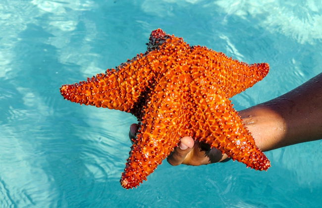 Saona Island Catamaran Cruise - Photo 3