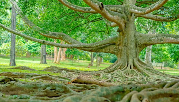 Private Nuwara Eliya 2 Day Tour - Photo 5