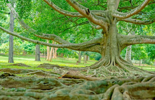 Private Nuwara Eliya 2 Day Tour - Photo 5