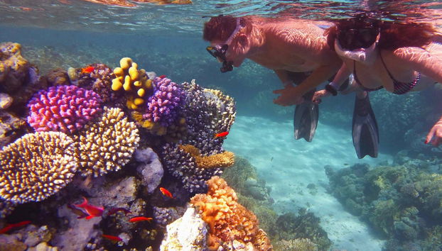 Great Barrier Reef Snorkeling Tour - Foto 3