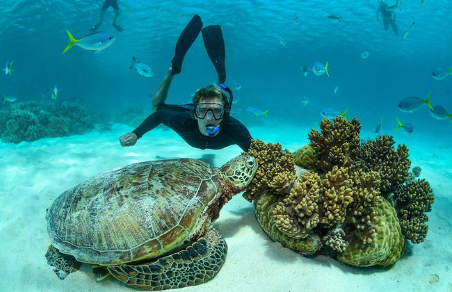 Snorkel na Grande Barreira de Corais - Foto 4