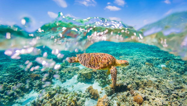 Great Barrier Reef Snorkelling & Helicopter Ride - Photo 3