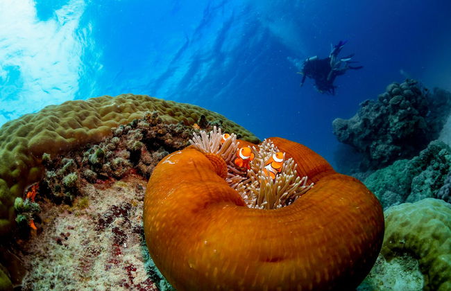 Snorkel na Grande Barreira de Corais - Foto 6