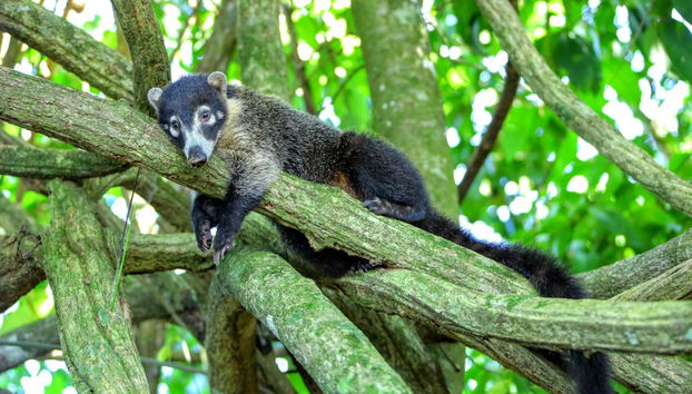 Tour en quad por el Parque Nacional Volcán Arenal - Foto 3