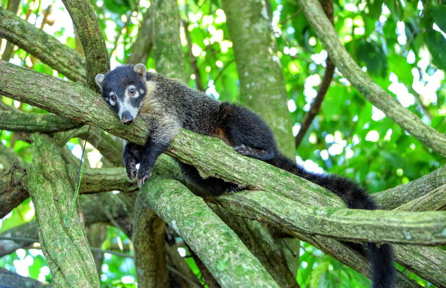 Tour en quad por el Parque Nacional Volcán Arenal - Foto 3