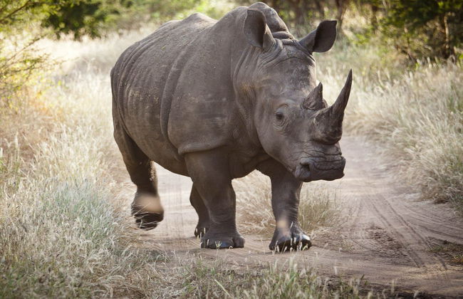 Excursión privada a la Reserva de Bandia - Foto 1