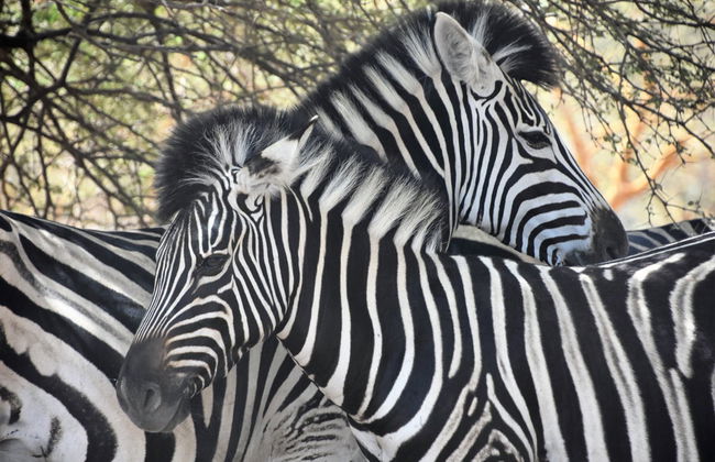 Excursión privada a la Reserva de Bandia - Foto 3