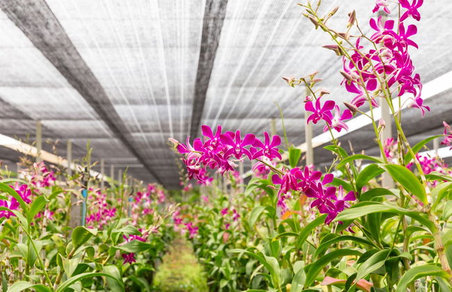 Tour de las orquídeas - Foto 1