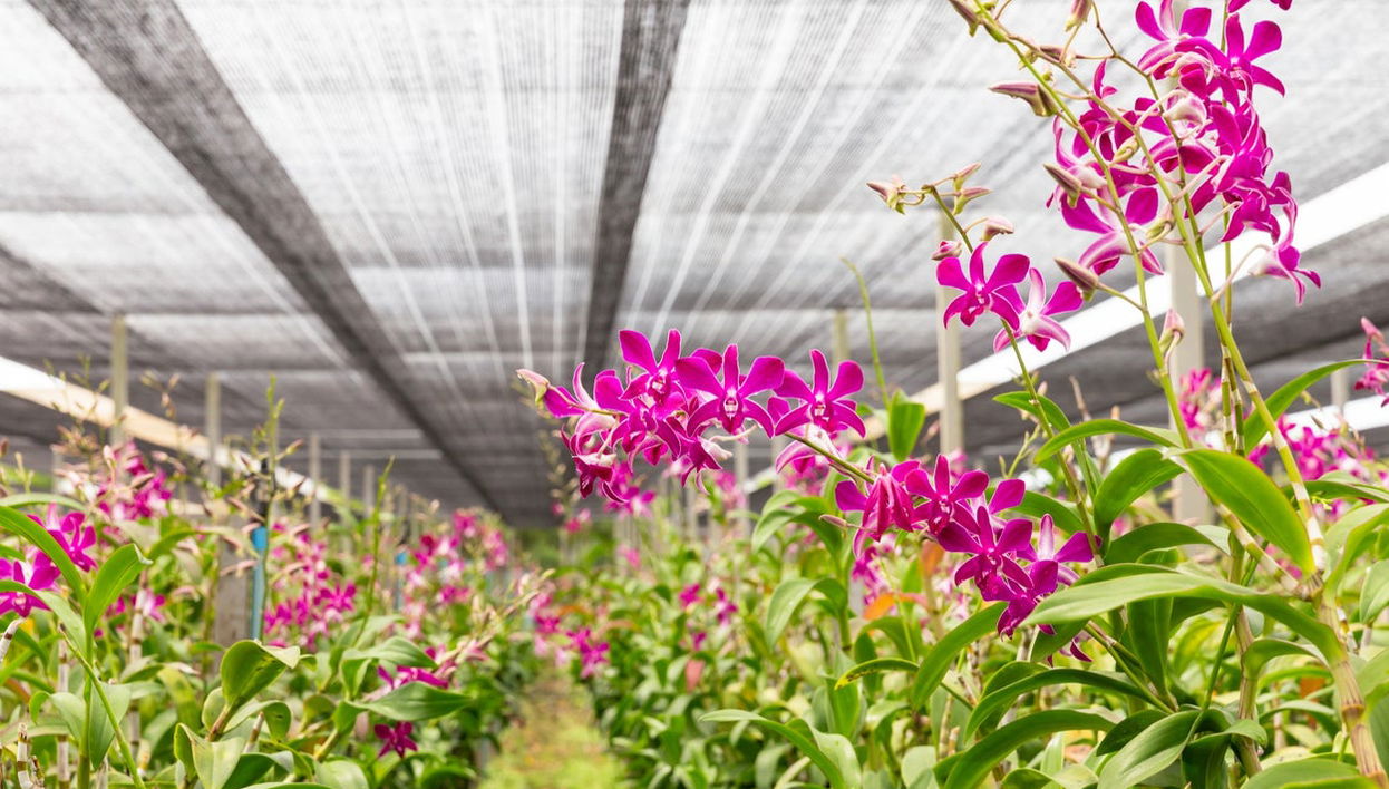 Tour delle orchidee - Foto 1