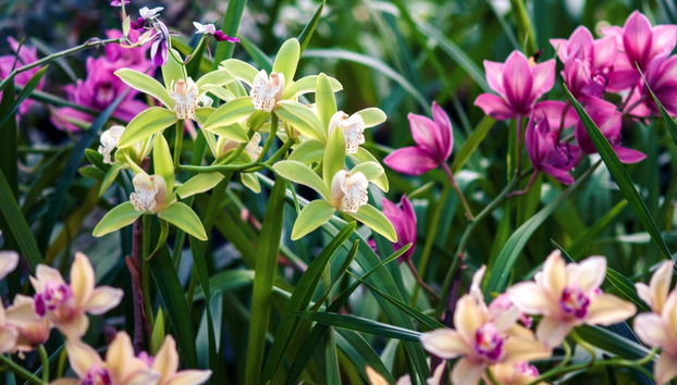 Tour delle orchidee - Foto 3