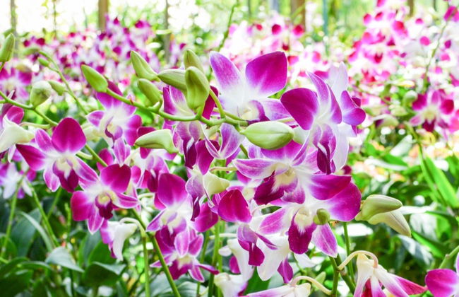 Tour de las orquídeas - Foto 5
