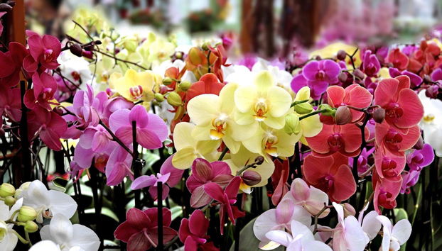 Tour delle orchidee - Foto 2