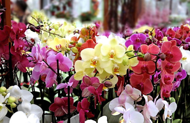 Orchid Farm Tour - Foto 1
