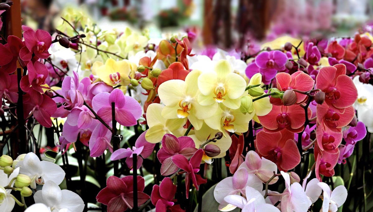 Orchid Farm Tour - Photo 1