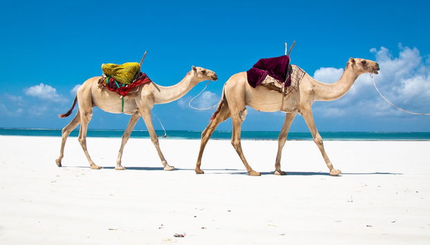 Moschea Kongo, Foresta Sacra di Kaya Kinondo e Shimoni - Foto 2