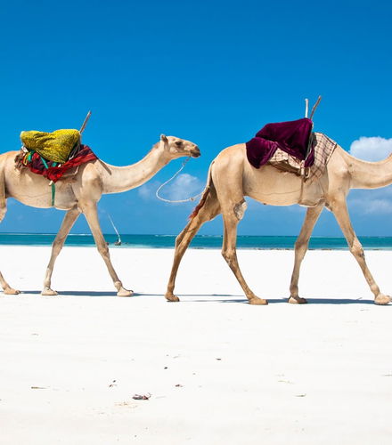 Foto - Escursione alla spiaggia di Diani
