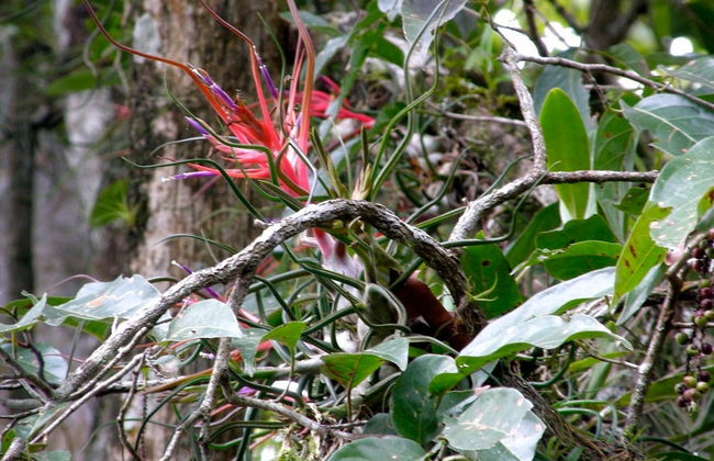 Senderismo por la selva Lacandona - Foto 4