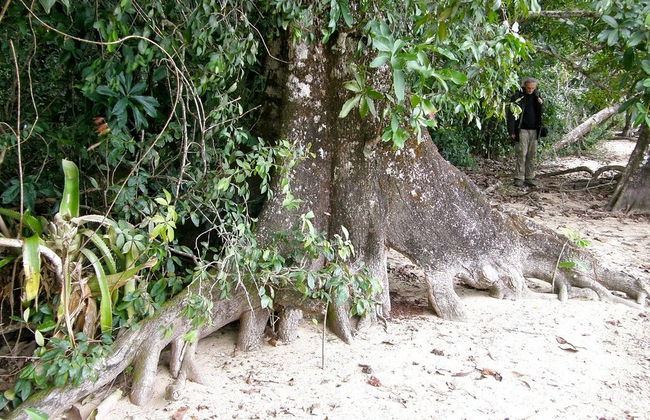 Senderismo por la selva Lacandona - Foto 3