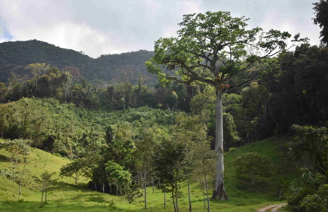 Trekking in the Lacandon Jungle - Foto 1