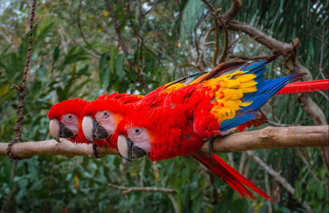 Trekking in the Lacandon Jungle - Foto 3