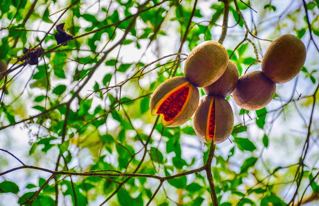 Trekking in the Lacandon Jungle - Foto 2