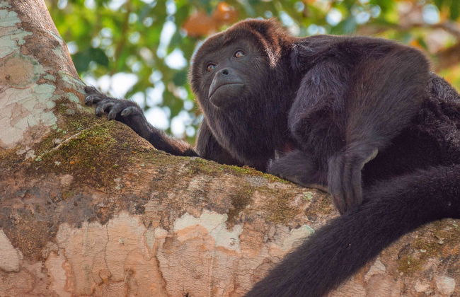 Senderismo por la selva Lacandona - Foto 5