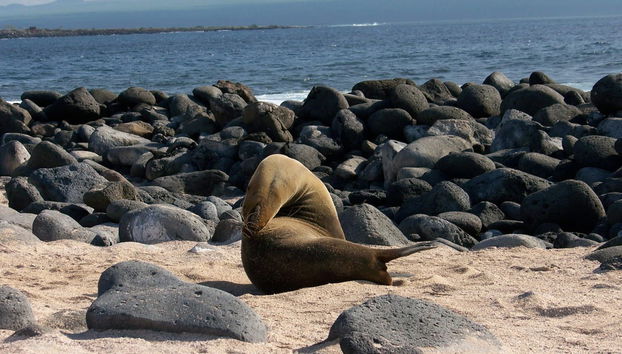 Excursion sur l'île Seymour Nord - Photo 4