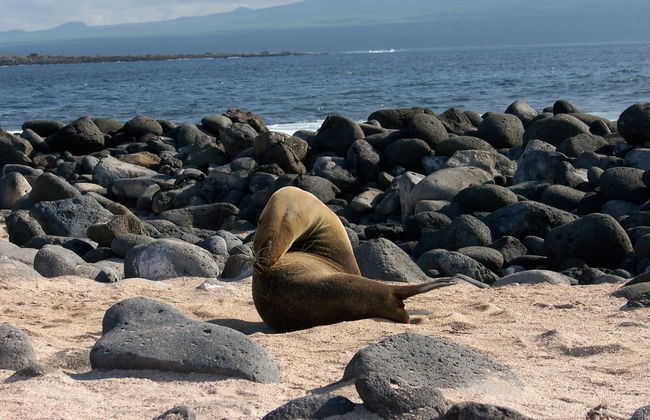 North Seymour Island Tour - Foto 4