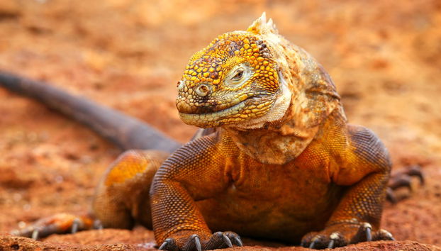 Excursion sur l'île Seymour Nord - Photo 5