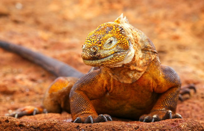 North Seymour Island Tour - Foto 5