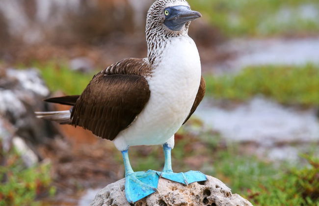North Seymour Island Tour - Foto 2