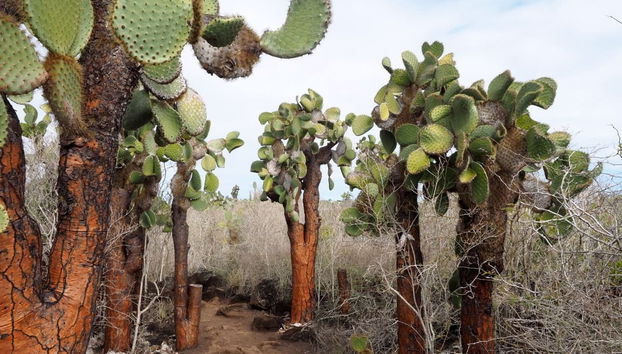 Excursion sur l'île Seymour Nord - Photo 3